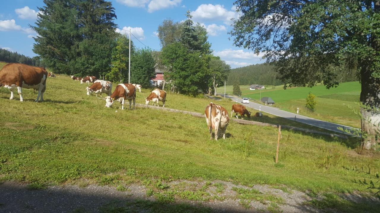 Appartement Rehblick Eisenbach  Eksteriør billede